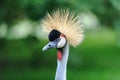 A portrait of a beautiful Grey Crowned Crane