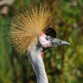 A portrait of a beautiful Grey Crowned Crane