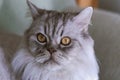 Portrait beautiful grey fluffy domestic cat with yellow eyes closeup.