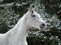 Portrait of a beautiful grey Holstein mare