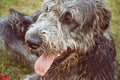 Portrait of beautiful grey Irish wolfhound dog posing in the garden. Close up of happy gray and black dog Royalty Free Stock Photo