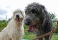 Portrait of beautiful grey Irish wolfhound dog posing in the garden. Close up of happy gray and black dog Royalty Free Stock Photo