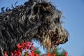 Portrait of beautiful grey Irish wolfhound dog posing in the garden. Close up of happy gray and black dog Royalty Free Stock Photo