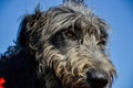 Portrait of beautiful grey Irish wolfhound dog posing in the garden. Close up of happy gray and black dog Royalty Free Stock Photo