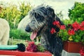 Portrait of beautiful grey Irish wolfhound dog posing in the garden. Close up of happy gray and black dog Royalty Free Stock Photo