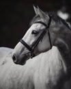 Beautiful grey mare horse in bridle in forest