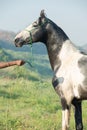 Portrait of beautiful grey Marwari young stallion posing at early morning . india