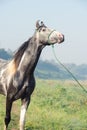 Portrait of beautiful grey Marwari young stallion posing at early morning . india