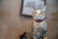 An alert tabby cat watching the photographer