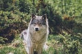 Portrait of a beautiful grey wolf/canis lupus outdoors in the wilderness Royalty Free Stock Photo