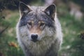 Portrait of a beautiful grey wolf/canis lupus outdoors in the wilderness Royalty Free Stock Photo