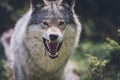 Portrait of a beautiful grey wolf/canis lupus outdoors in the wilderness Royalty Free Stock Photo