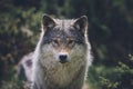 Portrait of a beautiful grey wolf/canis lupus outdoors in the wilderness