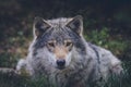 Portrait of a beautiful grey wolf/canis lupus outdoors in the wilderness Royalty Free Stock Photo