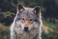 Portrait of a beautiful grey wolf/canis lupus outdoors in the wilderness Royalty Free Stock Photo