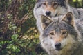 Portrait of a beautiful grey wolves/canis lupus outdoors in the wilderness