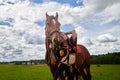 Portrait of beautiful gypsy girl with a horse on a field with green glass in summer day and blue sky and white clouds background. Royalty Free Stock Photo