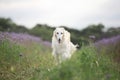 Portrait of beautiful and happy beige dog breed russian borzoi running in the violet flowers field in summer