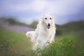 Portrait of beautiful and happy beige dog breed russian borzoi running in the violet flowers field in summer Royalty Free Stock Photo