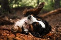 portrait beautiful happy Bernese mountain dog lay on ground on back . green forest on background