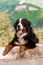 portrait beautiful happy Bernese mountain dog lay on rock . green mountain on background