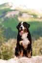 portrait beautiful happy Bernese mountain dog sit on ground . rock on background