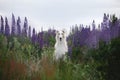 Portrait of beautiful and happy dog breed russian borzoi standing in the green grass and violet lupines field in summer Royalty Free Stock Photo