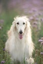 Portrait of beautiful and happy dog breed russian borzoi standing in the green grass and violet lupines field in summer Royalty Free Stock Photo