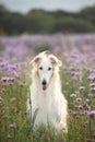 Portrait of beautiful and happy dog breed russian borzoi standing in the green grass and violet lupines field in summer Royalty Free Stock Photo