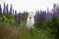 Portrait of beautiful and happy dog breed russian borzoi standing in the green grass and violet lupines field in summer Royalty Free Stock Photo