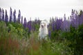 Portrait of beautiful and happy dog breed russian borzoi standing in the green grass and violet lupines field in summer Royalty Free Stock Photo