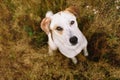 Portrait of beautiful happy dog, looking at camera at nature Royalty Free Stock Photo