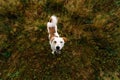 Portrait of beautiful happy dog, looking at camera at nature Royalty Free Stock Photo