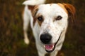 Portrait of beautiful happy dog, looking at camera at nature Royalty Free Stock Photo