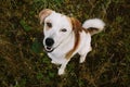 Portrait of beautiful happy dog, looking at camera at nature Royalty Free Stock Photo