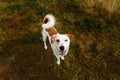 Portrait of beautiful happy dog, looking at camera at nature Royalty Free Stock Photo