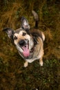 Portrait of beautiful happy dog, looking at camera at nature Royalty Free Stock Photo