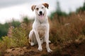 Portrait of beautiful happy dog, looking at camera at nature Royalty Free Stock Photo