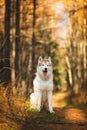 Portrait of beautiful, happy, free and prideful Beige and white dog breed Siberian Husky sitting in the bright autumn forest at Royalty Free Stock Photo