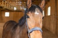 Portrait of Beautiful healthy brown chestnut horse at riding place indoors. Portrait of purebred young stallion.Closeup Royalty Free Stock Photo