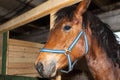 Portrait of Beautiful healthy brown chestnut horse at riding place indoors. Portrait of purebred young stallion.Closeup Royalty Free Stock Photo