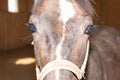 Portrait of Beautiful healthy brown chestnut horse at riding place indoors. Portrait of purebred young stallion.Closeup Royalty Free Stock Photo