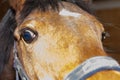 Portrait of Beautiful healthy brown chestnut horse at riding place indoors. Portrait of purebred young stallion.Closeup Royalty Free Stock Photo