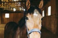 Portrait of Beautiful healthy brown chestnut horse at riding place indoors. Portrait of purebred young stallion.Closeup Royalty Free Stock Photo