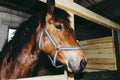 Portrait of Beautiful healthy brown chestnut horse at riding place indoors. Portrait of purebred young stallion.Closeup Royalty Free Stock Photo