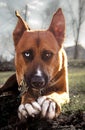 Cain the Dog Royalty Free Stock Photo
