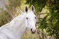 Beautiful holstein grey stallion horse on green forest background