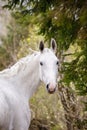 Beautiful holstein grey stallion horse on green forest background