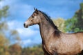 Portrait of a beautiful horse of Akhal-Teke breed against a bright blue sky Royalty Free Stock Photo