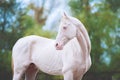 Portrait of a beautiful horse Akhal-Teke breed